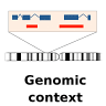 Location of a variant in the genome