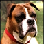 Canis lupus familiarisboxer