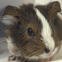 Guinea Pig