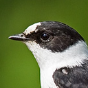 Collared flycatcher