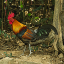 Chicken (Red Jungle fowl)