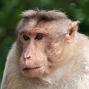 Crab-eating macaque