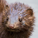 American mink