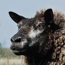 Sheep - Texel