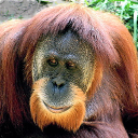 Sumatran orangutan