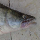 Pike-perch