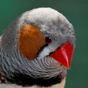 Zebra finch