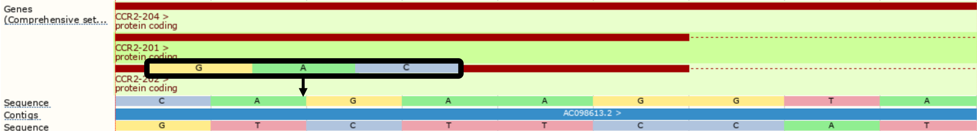 ENST00000292301 Example 2