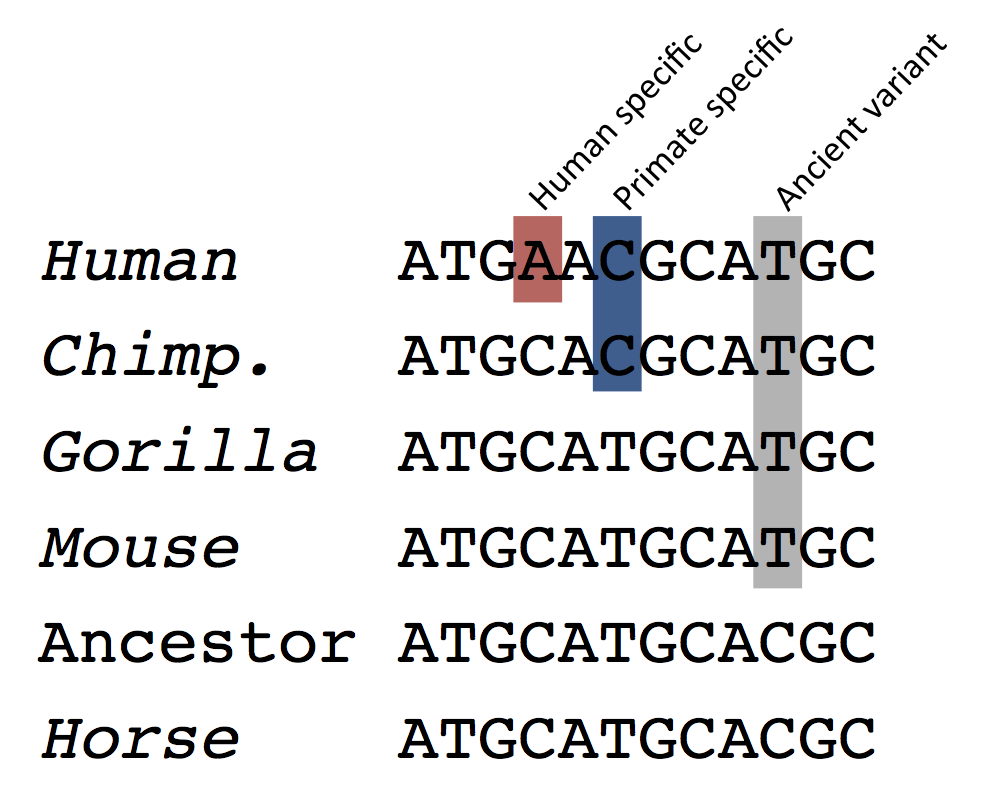 Age of Base schema