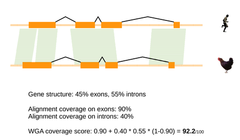 ortholog_qc_wga