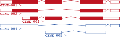 Cartoon of a gene in Ensembl